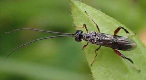 Réf. 344 498 : Wroughtonia spinator